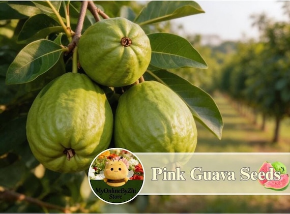 Pink Tropical Guava Seeds 50pcs Easy Grow Fruit Plant Seeds for Home Garden Backyard Patio and Fruit Tree Lovers