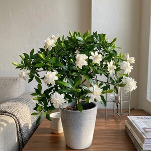 Gardenia Seeds - Etsy