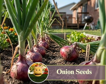 Onion Seeds 500 Pcs | Non-GMO Mild Flavor Bulb for Spring & Fall Garden Planting