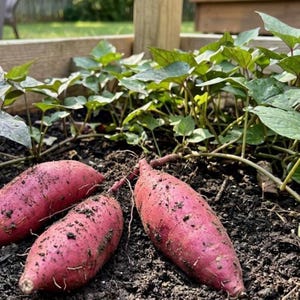 May include: Close-up of freshly harvested sweet potatoes in a garden bed. The sweet potatoes are a vibrant reddish-purple color, covered in soil. Green leafy vines and foliage surround the sweet potatoes, indicating a healthy growing environment.