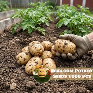Heirloom Potato Seeds 1000 Pcs | Nutritious Tuber for Cooking, Baking & Backyard Home Planting