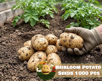 Heirloom Potato Seeds 1000 Pcs | Nutritious Tuber for Cooking, Baking & Backyard Home Planting