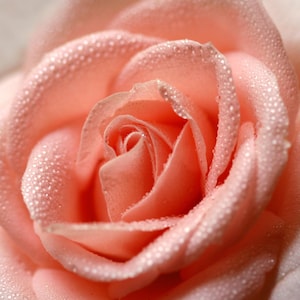 200 Mixed Color Rose Flower Seeds | Fragrant Bush Varieties for Home Garden Beginners image 2