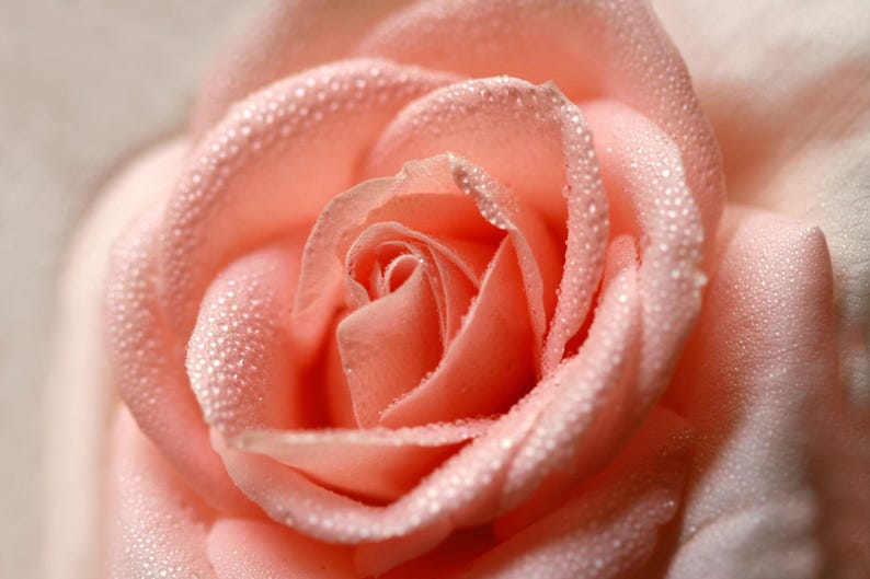200 Mixed Color Rose Flower Seeds | Fragrant Bush Varieties for Home Garden Beginners image 2