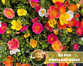 Purslane Seeds for Planting 50 Count | Heirloom Edible Herb for Garden and Containers