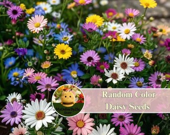 300 Pcs Mixed Daisy Seeds | Colorful Perennial Flowers for Home Garden