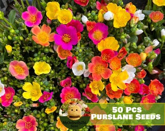 Purslane Seeds for Planting 50 Count | Heirloom Edible Herb for Garden and Containers