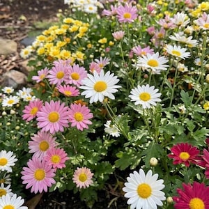 May include: A vibrant garden bed filled with colorful daisy-like flowers. The blooms showcase a variety of colors, including white, pink, yellow, and red, with bright yellow centers. Green foliage provides a lush backdrop for the blossoms.
