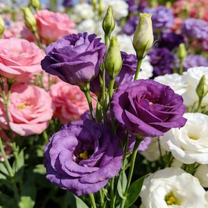 May include: Close-up of vibrant purple, pink, and white Lisianthus flowers in full bloom. The flowers have multiple layers of petals and are surrounded by green stems and leaves. The image showcases a variety of colors and textures, creating a visually appealing floral arrangement.