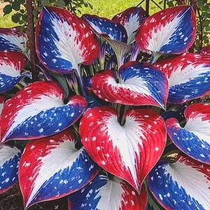 May include: Close-up of a hosta plant with large, heart-shaped leaves. The leaves are uniquely patterned with red, white, and blue, resembling a patriotic design. The plant is in a garden setting, with green grass visible in the background.