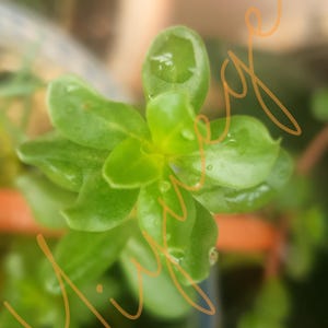May include: Close-up of a vibrant green plant with small, rounded leaves. Water droplets glisten on the foliage, suggesting recent watering or morning dew. The plant's fresh appearance indicates health and vitality.