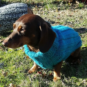 May include: A brown dachshund wearing a teal blue knitted sweater. The dog is sitting on green grass.
