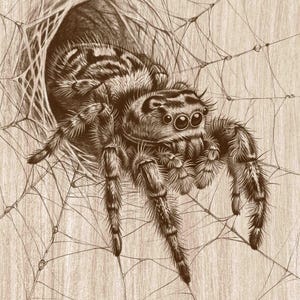 May include: A sepia-toned ink drawing of a hairy jumping spider emerging from a funnel-shaped web. The spider features eight eyes, segmented legs with fine bristles, and a patterned abdomen, all rendered with detailed cross-hatching on a wood grain background.