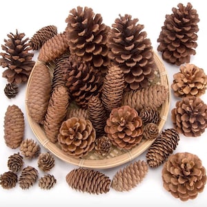 May include: A collection of various brown pine cones, some large and open, others small and closed. The pine cones are arranged in a woven basket and scattered on a white surface. The image showcases the natural textures and shapes of the cones.