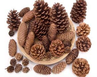 Real Pine Cones (20-Pack) | Mixed Sizes | Natural Rustic Décor, Crafts & Wreath Supplies
