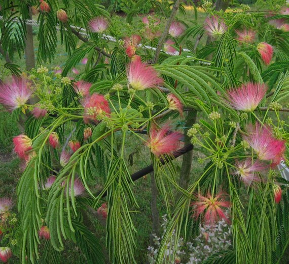 Pink silk tree seeds from organic garden julibrissin Etsy