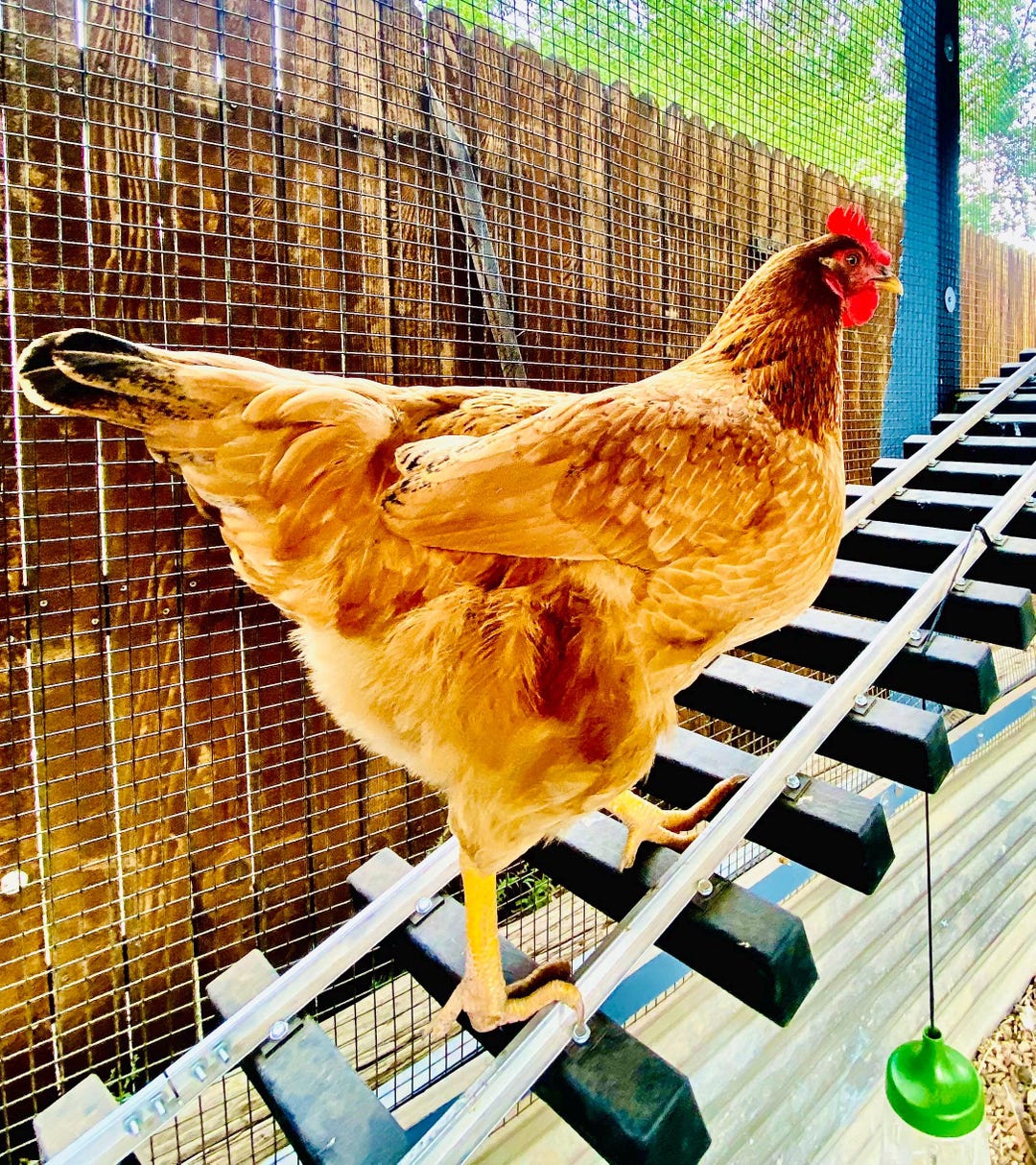 Chiken Ramps Chicken Coop Ramp I Perch I Bridge | Chicken Enrichment I Chicken Coop ...