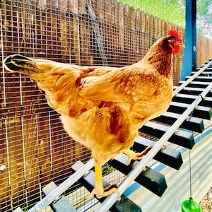 Chicken Coop Ramp I Perch I Bridge | Chicken Enrichment I Chicken Coop Accessories