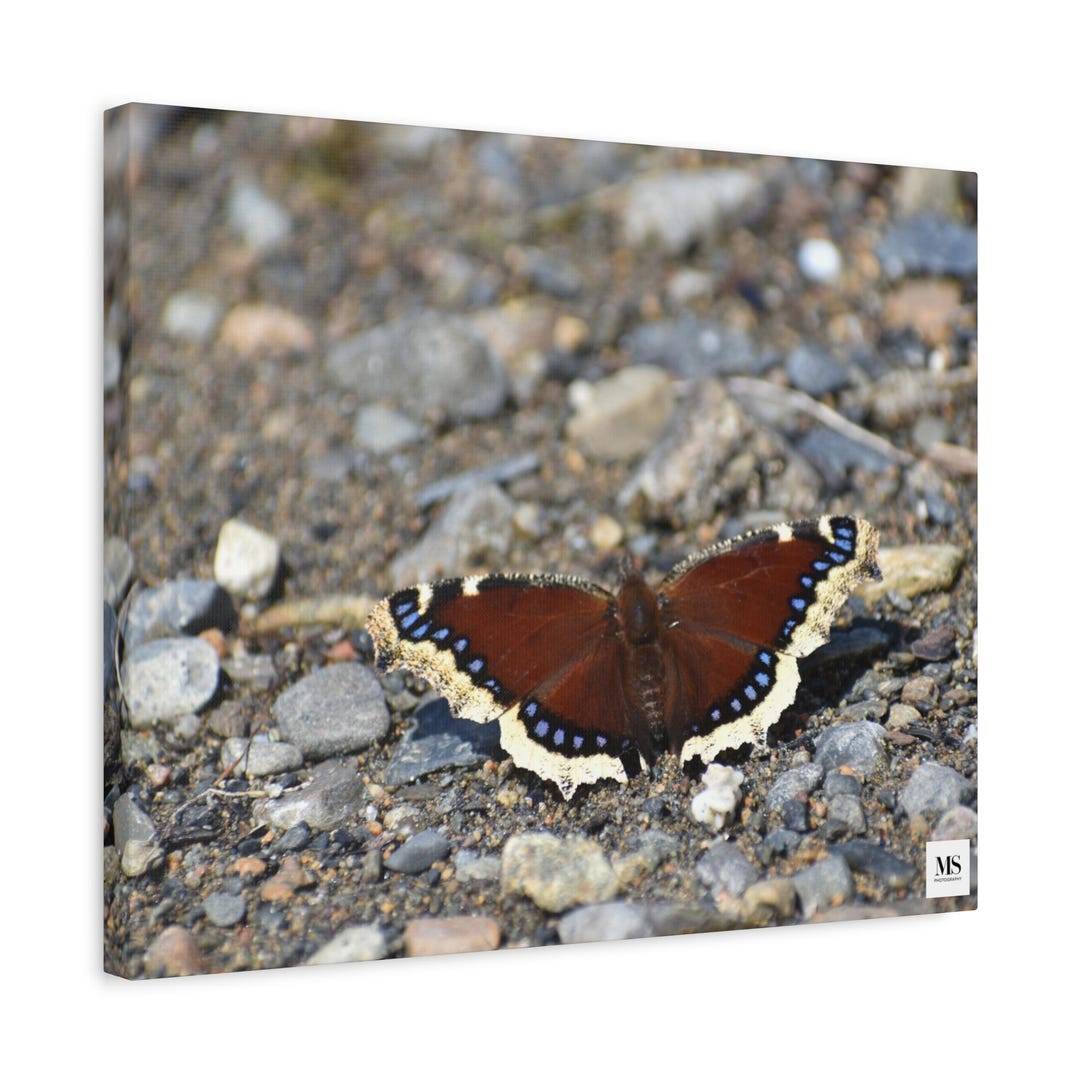 Mourning Cloak Butterfly Canvas Bug Wall Art Photography - Etsy