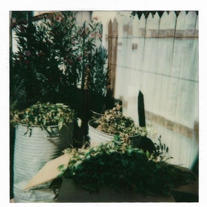 Cleaning Up The Garden Vintage Polaroid Color Photography Metal Cans Full Leaves & Plants Still Life Abstract Wooden Fence