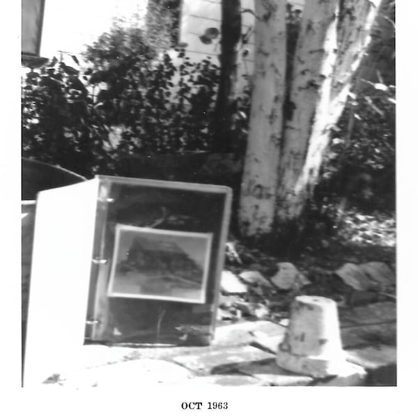 Picture In A Shadow Box Original Vintage Photo Still Life Birch Trees Abstract Mystery Photo