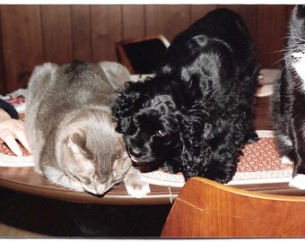 Puppy Loves Kitty Vintage Photo Cocker Spaniel Puppy Dog With Tuxedo Cat & Tabby Cat Pet Portrait Color Photography
