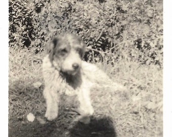 Sweet Older Terrier Dog Vintage Photo Wire Hair Fox Terrier Pet Portrait Photographer Shadow Original Photograph