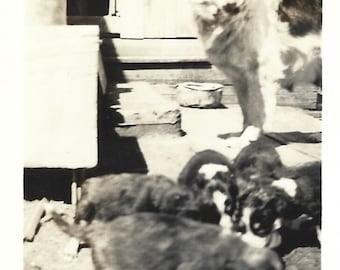 Mother Dog & Puppies Original Antique Photo