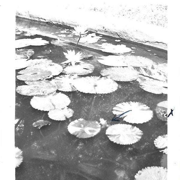 Antique Photo Frogs In Aquatic Garden Washington DC Kenilworth National Park Walter Shaw Founder Lotus Leaf Lily Pad Koi Goldfish
