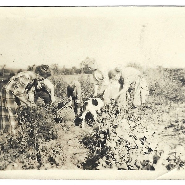 Vintage Americana Spaniel Dog Helps With The Harvest Women Picking Berries? Beans? Farm Dog Gets His Nose Into Everything