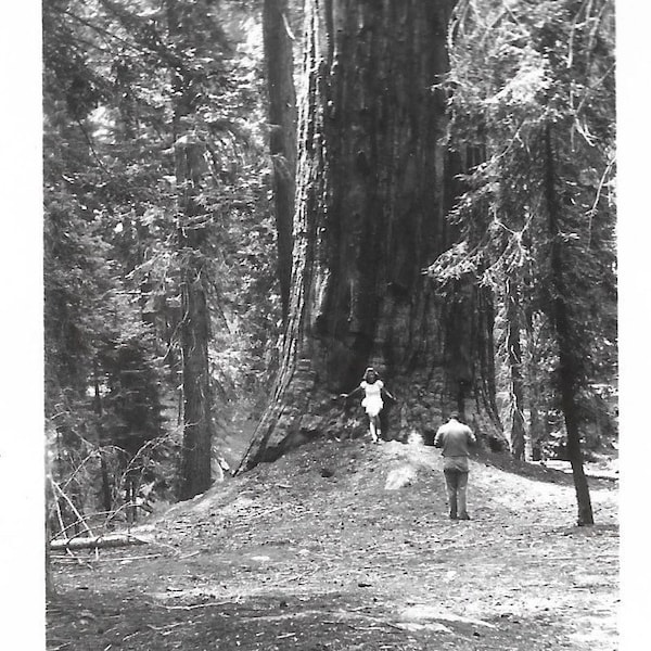 Snapshot Of Man Taking Photo Of Woman Posing By Sequoia Redwood Tree 1950’s Black & White Photography California