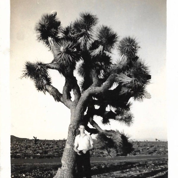 Joshua Tree Vintage Photo Young Man Poses With Joshua Tree California Black & White Snapshot