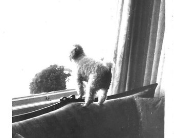 Vintage Photo Dog Looking Out Window When Will They Be Home? Miniature Poodle Black & White Snapshot