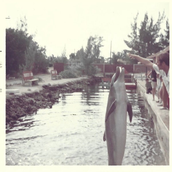 Feeding The Dolphins Vintage Color Photo Sea World Attraction Dolphin Jumping Out Of The Water EPCOT Walt Disney World