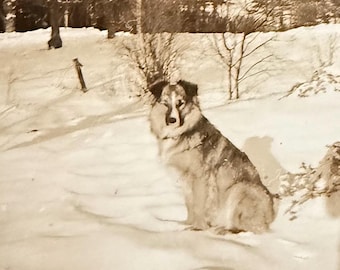 Vintage Photo Furry Dog In The Snow Sepia Pet Portrait