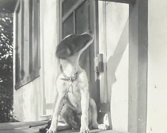 Vintage Dog Photo Cute Puppy Dog On The Porch Time For Dinner?