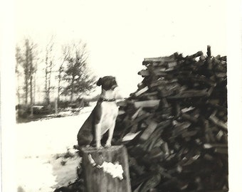 Boxer Dog Poses On Tree Stump Vintage Photo Original Dog Photograph