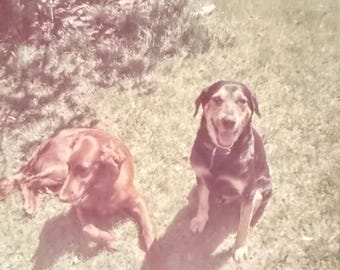 Vintage Dog Photo Color Snapshot Mixed Breed Rescue Dogs Family Pet Poryrait