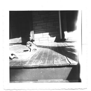 May include: A black and white photo of a small puppy sitting on a wooden porch.