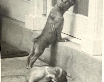 Vintage Boxer Dog Puppies Pedigree Show Dogs