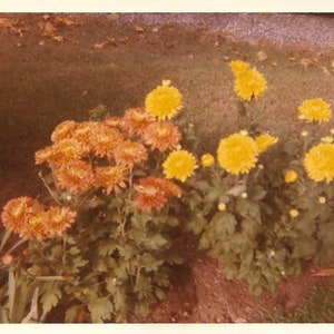 Chrysanthemums Still Life Flower Garden Vintage Color Photography Orange & Yellow Mums In Full Bloom 1970’s Abstract Snapshot