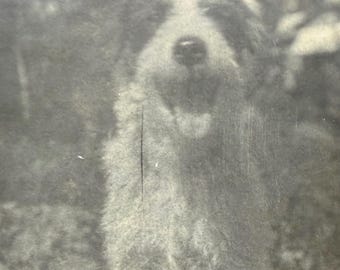 Happy Smiling Terrier Dog Vintage Pet Portrait