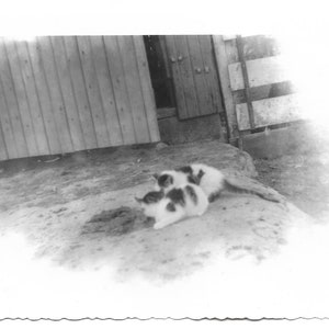 Curious Kittens Vintage Photo Calico Cats Find Something Interesting Black & White Snapshot Pet Portrait