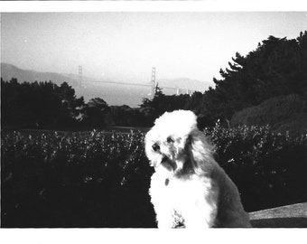 Sleepy Poodle Vintage Photo Little White Poodle Dog Yawning Golden Gate Bridge In Background Miniature Poodle Pet Portrait