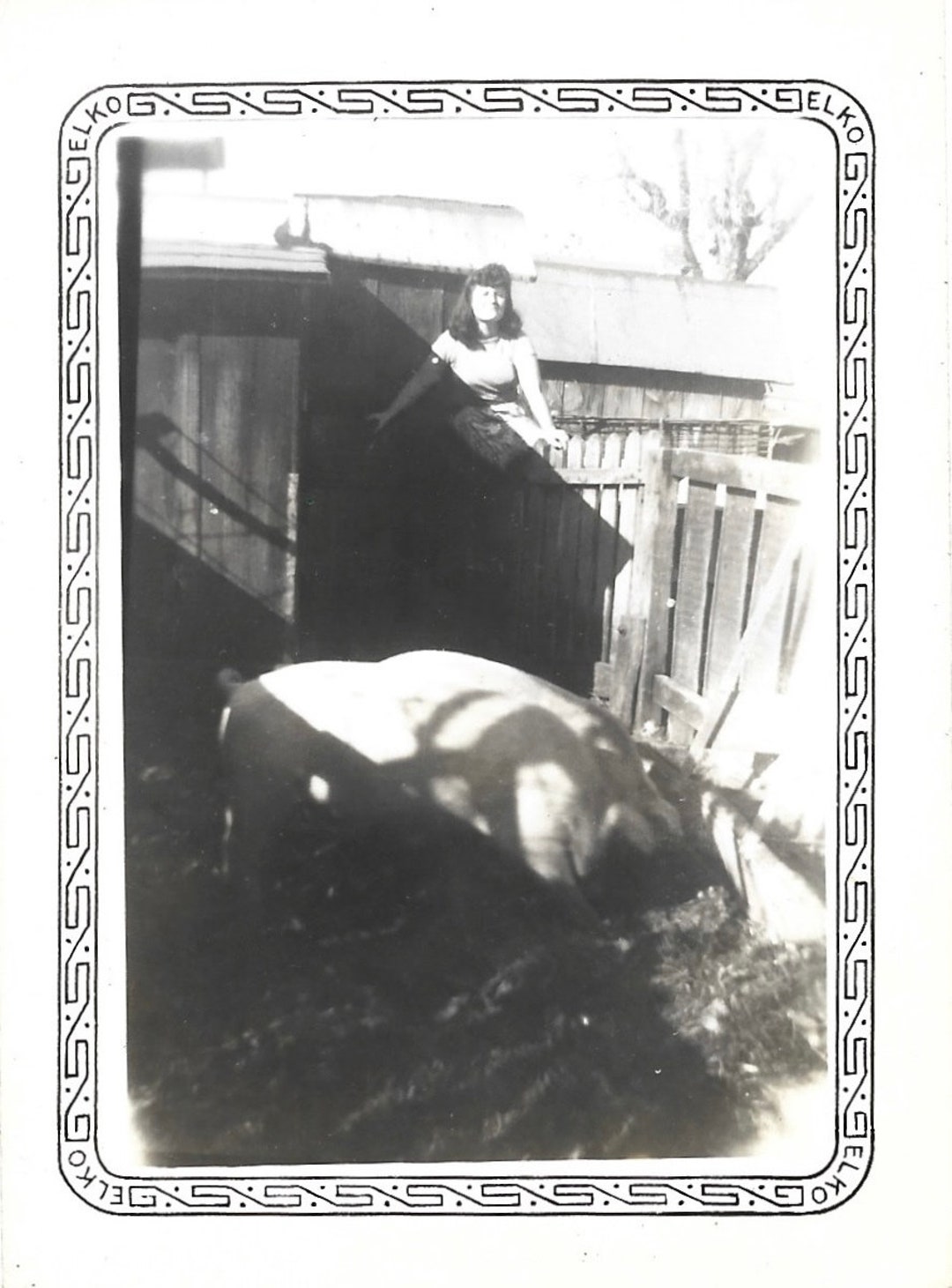 A Silk Purse Vintage Photo Gigantic Pig Sows Ear Curly Tail Pig Sty