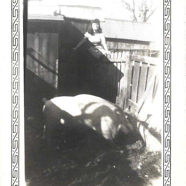 A Silk Purse Vintage Photo Gigantic Pig Sow’s Ear Curly Tail Pig Sty Rural America Pig Farm Hog Farm