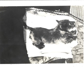 Original Vintage Photo Scottish Terrier Puppy Scottie Dog Scotty Family Pet Portrait