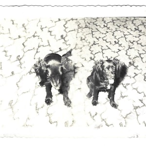 May include: Black and white photo of two black dogs sitting on a patterned surface. The dogs are looking at the camera.