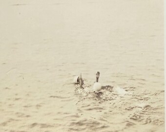 Vintage Photo Lake Swimming Woman Wearing Bathing Cap