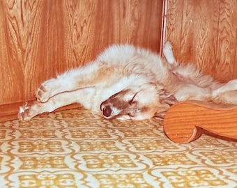 Vintage Husky Dog Photo: Sleepy Max with Big Paws